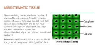 MERISTEMATIC TISSUE
These are living tissues which are capable of
division.These tissues are found in growing
regions of plants. Cells have thin cell wall. Cells
contain dense cytoplasm and do not have
vacuoles.Cells contain prominent and large
nucleus. Intercellular spaces are
absent.Metabolically active cells and stored food
is absent.
Function- Meristematic tissue is responsible for
the growth in length and width(girth) of plant.
 