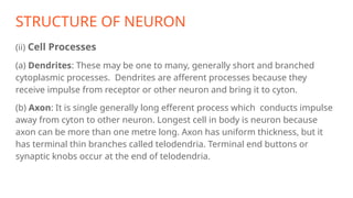 STRUCTURE OF NEURON
(ii) Cell Processes
(a) Dendrites: These may be one to many, generally short and branched
cytoplasmic processes. Dendrites are afferent processes because they
receive impulse from receptor or other neuron and bring it to cyton.
(b) Axon: It is single generally long efferent process which conducts impulse
away from cyton to other neuron. Longest cell in body is neuron because
axon can be more than one metre long. Axon has uniform thickness, but it
has terminal thin branches called telodendria. Terminal end buttons or
synaptic knobs occur at the end of telodendria.
 