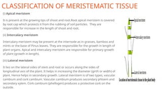 CLASSIFICATION OF MERISTEMATIC TISSUE
(i) Apical meristem
It is present at the growing tips of shoot and root.Root apical meristem is covered
by root cap which protects it from the rubbing of soil particles. They are
responsible for increase in the length of shoot and root.
(ii) Intercalary meristem
Intercalary meristem may be present at the internode as in grasses, bamboo and
mints or the base of Pinus leaves. They are responsible for the growth in length of
plant organs. Apical and intercalary meristem are responsible for primary growth
of plant (growth in length).
(iii) Lateral meristem
It lies on the lateral sides of stem and root or occurs along the sides of
longitudinal axis of the plant. It helps in increasing the diameter (girth or width) of
plant. Hence helps in secondary growth. Lateral meristem is of two types, vascular
cambium and cork cambium. Vascular cambium produces secondary phloem and
secondary xylem. Cork cambium (phellogen) produces a protective cork on the
outside.
 
