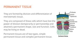 PERMANENT TISSUE
They are formed by division and differentiation of
meristematic tissue.
They are composed of those cells which have lost the
power of division (temporarily or permanently) and
attained a permanent shape, size and function. Cells
may be living or dead.
Permanent tissues are of two types, simple
permanent tissue and complex permanent tissue.
 