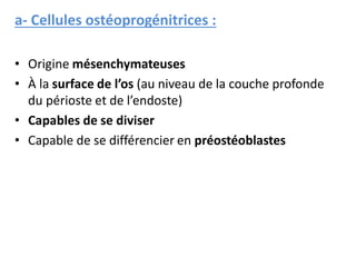a- Cellules ostéoprogénitrices :
• Origine mésenchymateuses
• À la surface de l’os (au niveau de la couche profonde
du périoste et de l’endoste)
• Capables de se diviser
• Capable de se différencier en préostéoblastes
 