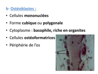 b- Ostéoblastes :
• Cellules mononuclées
• Forme cubique ou polygonale
• Cytoplasme : basophile, riche en organites
• Cellules ostéoformatrices
• Périphérie de l’os
 