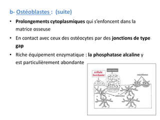 b- Ostéoblastes : (suite)
• Prolongements cytoplasmiques qui s’enfoncent dans la
matrice osseuse
• En contact avec ceux des ostéocytes par des jonctions de type
gap
• Riche équipement enzymatique : la phosphatase alcaline y
est particulièrement abondante
 