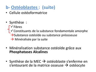 b- Ostéoblastes : (suite)
• Cellule ostéoformatrice
• Synthèse :
Fibres
Constituants de la substance fondamentale amorphe
Substance ostéoïde ou substance préosseuse
 Minéralisée par la suite
• Minéralisation substance ostéoïde grâce aux
Phosphatases Alcalines
• Synthèse de la MEC  ostéoblaste s’enferme en
s’entourant de la matrice osseuse  ostéocyte
 