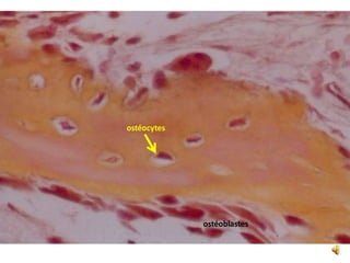 ostéocytes
ostéoblastes
 