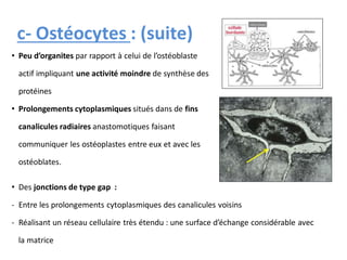 c- Ostéocytes : (suite)
• Des jonctions de type gap :
- Entre les prolongements cytoplasmiques des canalicules voisins
- Réalisant un réseau cellulaire très étendu : une surface d’échange considérable avec
la matrice
• Peu d’organites par rapport à celui de l’ostéoblaste
actif impliquant une activité moindre de synthèse des
protéines
• Prolongements cytoplasmiques situés dans de fins
canalicules radiaires anastomotiques faisant
communiquer les ostéoplastes entre eux et avec les
ostéoblates.
 