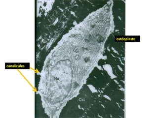 ostéoplaste
canalicules
 