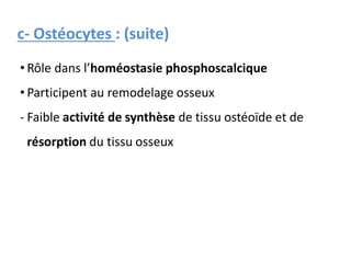 c- Ostéocytes : (suite)
• Rôle dans l’homéostasie phosphoscalcique
• Participent au remodelage osseux
- Faible activité de synthèse de tissu ostéoïde et de
résorption du tissu osseux
 