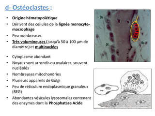 d- Ostéoclastes :
• Origine hématopoïétique
• Dérivent des cellules de la lignée monocyte-
macrophage
• Peu nombreuses
• Très volumineuses (jusqu’à 50 à 100 µm de
diamètre) et multinuclées
• Cytoplasme abondant
• Noyaux sont arrondis ou ovalaires, souvent
nucléolés
• Nombreuses mitochondries
• Plusieurs appareils de Golgi
• Peu de réticulum endoplasmique granuleux
(REG)
• Abondantes vésicules lysosomales contenant
des enzymes dont la Phosphatase Acide
 