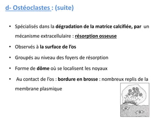 • Spécialisés dans la dégradation de la matrice calcifiée, par un
mécanisme extracellulaire : résorption osseuse
• Observés à la surface de l’os
• Groupés au niveau des foyers de résorption
• Forme de dôme où se localisent les noyaux
• Au contact de l’os : bordure en brosse : nombreux replis de la
membrane plasmique
d- Ostéoclastes : (suite)
 