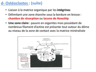 • Liaison à la matrice organique par les intégrines
• Délimitant une zone étanche sous la bordure en brosse :
chambre de résorption ou lacune de Howship
• Une zone claire : pauvre en organites mais possédant de
nombreux filament d’actine est présente tout autour du dôme
au niveau de la zone de contact avec la matrice minéralisée
d- Ostéoclastes : (suite)
 