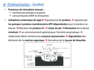 • Processus de résorption osseuse :
 nombreuses pompes à protons
 consommation d’ATP et d’enzymes
• Anhydrase carbonique de type II production de protons  expulsés par
les pompes à protons membranaires ATP-dépendantes sous la bordure en
brosse libération de protons H+  chute du pH dissolution de la phase
minérale  un environnement optimal pour l’activité enzymatique 
ostéoclaste libère nombreuses enzymes lysosomales  dégradation des
éléments de la matrice organique  formation de la lacune de Howship
d- Ostéoclastes : (suite)
 