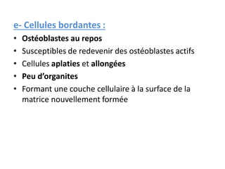 e- Cellules bordantes :
• Ostéoblastes au repos
• Susceptibles de redevenir des ostéoblastes actifs
• Cellules aplaties et allongées
• Peu d’organites
• Formant une couche cellulaire à la surface de la
matrice nouvellement formée
 