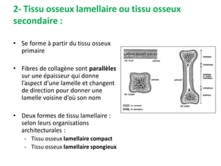 2- Tissu osseux lamellaire ou tissu osseux
secondaire :
• Se forme à partir du tissu osseux
primaire
• Fibres de collagène sont parallèles
sur une épaisseur qui donne
l’aspect d’une lamelle et changent
de direction pour donner une
lamelle voisine d’où son nom
• Deux formes de tissu lamellaire :
selon leurs organisations
architecturales :
- Tissu osseux lamellaire compact
- Tissu osseux lamellaire spongieux
 