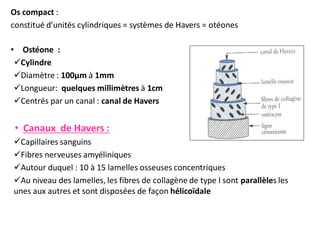 Os compact :
constitué d’unités cylindriques = systèmes de Havers = otéones
• Ostéone :
Cylindre
Diamètre : 100µm à 1mm
Longueur: quelques millimètres à 1cm
Centrés par un canal : canal de Havers
• Canaux de Havers :
Capillaires sanguins
Fibres nerveuses amyéliniques
Autour duquel : 10 à 15 lamelles osseuses concentriques
Au niveau des lamelles, les fibres de collagène de type I sont parallèles les
unes aux autres et sont disposées de façon hélicoïdale
 