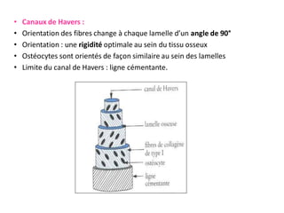• Canaux de Havers :
• Orientation des fibres change à chaque lamelle d’un angle de 90°
• Orientation : une rigidité optimale au sein du tissu osseux
• Ostéocytes sont orientés de façon similaire au sein des lamelles
• Limite du canal de Havers : ligne cémentante.
 