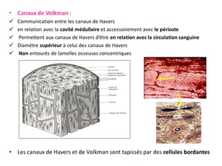 • Canaux de Volkman :
 Communication entre les canaux de Havers
 en relation avec la cavité médullaire et accessoirement avec le périoste
 Permettent aux canaux de Havers d’être en relation avec la circulation sanguine
 Diamètre supérieur à celui des canaux de Havers
 Non entourés de lamelles osseuses concentriques
• Les canaux de Havers et de Volkman sont tapissés par des cellules bordantes
 