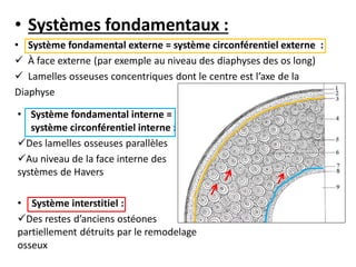 • Systèmes fondamentaux :
• Système fondamental externe = système circonférentiel externe :
 À face externe (par exemple au niveau des diaphyses des os long)
 Lamelles osseuses concentriques dont le centre est l’axe de la
Diaphyse
• Système fondamental interne =
système circonférentiel interne :
Des lamelles osseuses parallèles
Au niveau de la face interne des
systèmes de Havers
• Système interstitiel :
Des restes d’anciens ostéones
partiellement détruits par le remodelage
osseux
 