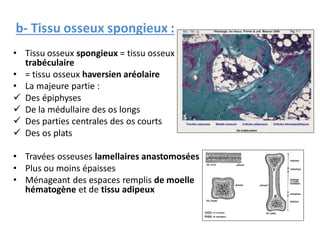 • Tissu osseux spongieux = tissu osseux
trabéculaire
• = tissu osseux haversien aréolaire
• La majeure partie :
 Des épiphyses
 De la médullaire des os longs
 Des parties centrales des os courts
 Des os plats
• Travées osseuses lamellaires anastomosées
• Plus ou moins épaisses
• Ménageant des espaces remplis de moelle
hématogène et de tissu adipeux
b- Tissu osseux spongieux :
 