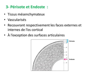 3- Périsote et Endoste :
• Tissus mésenchymateux
• Vascularisés
• Recouvrant respectivement les faces externes et
internes de l’os cortical
• À l’exception des surfaces articulaires
Périoste
Endoste
 