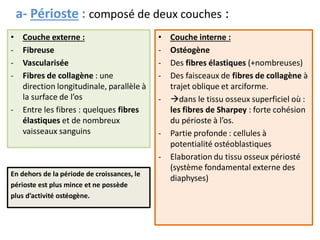 a- Périoste : composé de deux couches :
• Couche externe :
- Fibreuse
- Vascularisée
- Fibres de collagène : une
direction longitudinale, parallèle à
la surface de l’os
- Entre les fibres : quelques fibres
élastiques et de nombreux
vaisseaux sanguins
• Couche interne :
- Ostéogène
- Des fibres élastiques (+nombreuses)
- Des faisceaux de fibres de collagène à
trajet oblique et arciforme.
- dans le tissu osseux superficiel où :
les fibres de Sharpey : forte cohésion
du périoste à l’os.
- Partie profonde : cellules à
potentialité ostéoblastiques
- Elaboration du tissu osseux périosté
(système fondamental externe des
diaphyses)
En dehors de la période de croissances, le
périoste est plus mince et ne possède
plus d’activité ostéogène.
 