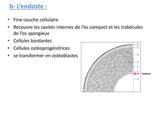 b- L’endoste :
• Fine couche cellulaire
• Recouvre les cavités internes de l’os compact et les trabécules
de l’os spongieux
• Cellules bordantes
• Cellules ostéoprogénitrices
• se transformer en ostéoblastes
Endoste
 