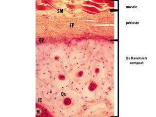 SM: fibre musculaire
FP: fibres périostiques
OP: périoste ostéogénique
Os: ostéones
IC: lamelle circonférentielle externe
M: moelle osseuse
Os Haversien
compact
périoste
muscle
 
