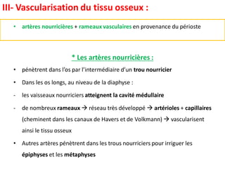 • artères nourricières + rameaux vasculaires en provenance du périoste
* Les artères nourricières :
• pénètrent dans l’os par l’intermédiaire d’un trou nourricier
• Dans les os longs, au niveau de la diaphyse :
- les vaisseaux nourriciers atteignent la cavité médullaire
- de nombreux rameaux  réseau très développé  artérioles + capillaires
(cheminent dans les canaux de Havers et de Volkmann)  vascularisent
ainsi le tissu osseux
• Autres artères pénètrent dans les trous nourriciers pour irriguer les
épiphyses et les métaphyses
III- Vascularisation du tissu osseux :
 