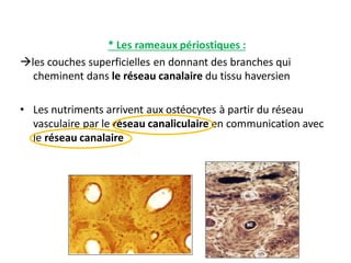 * Les rameaux périostiques :
les couches superficielles en donnant des branches qui
cheminent dans le réseau canalaire du tissu haversien
• Les nutriments arrivent aux ostéocytes à partir du réseau
vasculaire par le réseau canaliculaire en communication avec
le réseau canalaire
 
