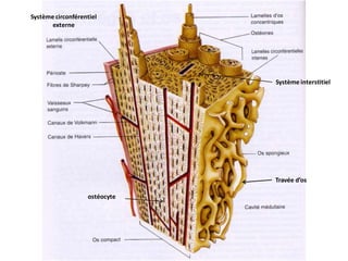 Fémur
Système circonférentiel
externe
ostéocyte
Système interstitiel
Travée d’os
 