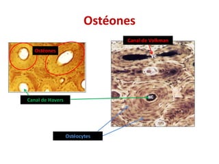 Ostéones
Ostéones
Canal de Volkman
Canal de Havers
Ostéocytes
 