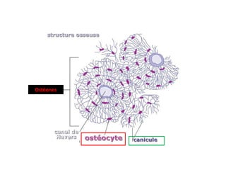 Ostéones
 