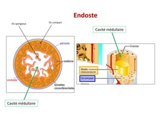 Endoste
Cavité médullaire
Cavité médullaire
Os spongieux Oc compact
 