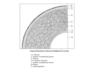 1,2 : Périoste
3 : Système circonférentiel externe
4 : Ostéone
5, 6 : Système interstitiel
7 : Système circonférentiel interne
8: Endoste
9 : Cavité médullaire
Coupe transversale au niveau de la diaphyse d’un os long
 