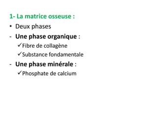 1- La matrice osseuse :
• Deux phases
- Une phase organique :
Fibre de collagène
Substance fondamentale
- Une phase minérale :
Phosphate de calcium
 