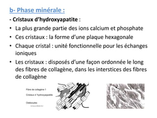 b- Phase minérale :
- Cristaux d’hydroxyapatite :
• La plus grande partie des ions calcium et phosphate
• Ces cristaux : la forme d’une plaque hexagonale
• Chaque cristal : unité fonctionnelle pour les échanges
ioniques
• Les cristaux : disposés d’une façon ordonnée le long
des fibres de collagène, dans les interstices des fibres
de collagène
 