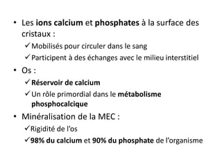 • Les ions calcium et phosphates à la surface des
cristaux :
Mobilisés pour circuler dans le sang
Participent à des échanges avec le milieu interstitiel
• Os :
Réservoir de calcium
Un rôle primordial dans le métabolisme
phosphocalcique
• Minéralisation de la MEC :
Rigidité de l’os
98% du calcium et 90% du phosphate de l’organisme
 