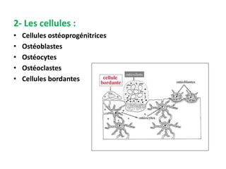 2- Les cellules :
• Cellules ostéoprogénitrices
• Ostéoblastes
• Ostéocytes
• Ostéoclastes
• Cellules bordantes
 