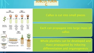 Tissue culture basic techniques | PPTX