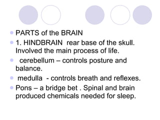 PARTS of the BRAIN 1. HINDBRAIN  rear base of the skull. Involved the main process of life. cerebellum – controls posture and balance. medulla  - controls breath and reflexes. Pons – a bridge bet . Spinal and brain produced chemicals needed for sleep. 