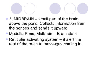 2. MIDBRAIN – small part of the brain above the pons. Collects information from the senses and sends it upward. Medulla,Pons, Midbrain – Brain stem Reticular activating system – it alert the rest of the brain to messages coming in. 