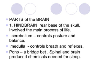 <ul><li>PARTS of the BRAIN </li></ul><ul><li>1. HINDBRAIN  rear base of the skull. Involved the main process of life. </li...