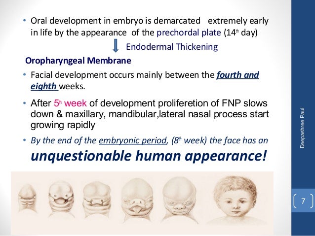 Development of face
