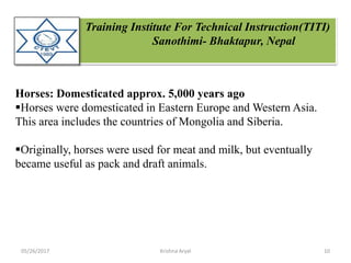 Training Institute For Technical Instruction(TITI)
Sanothimi- Bhaktapur, Nepal
Horses: Domesticated approx. 5,000 years ago
Horses were domesticated in Eastern Europe and Western Asia.
This area includes the countries of Mongolia and Siberia.
Originally, horses were used for meat and milk, but eventually
became useful as pack and draft animals.
05/26/2017 10Krishna Aryal
 