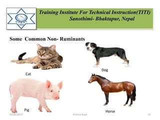 Training Institute For Technical Instruction(TITI)
Sanothimi- Bhaktapur, Nepal
Some Common Non- Ruminants
Cat
Dog
Pig Horse
05/26/2017 14Krishna Aryal
 