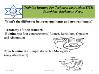Training Institute For Technical Instruction(TITI)
Sanothimi- Bhaktapur, Nepal
What’s the difference between ruminants and non ruminants?
 Anatomy of their stomach
Ruminants: four compartments( Rumen, Reticulum, Omasum
and Abomasum
Non- Ruminants: Simple stomach – Monogastric
(only Abomasum)
05/26/2017 15Krishna Aryal
 