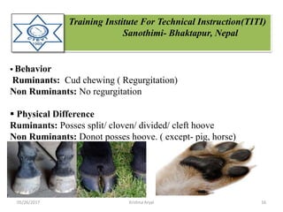 Training Institute For Technical Instruction(TITI)
Sanothimi- Bhaktapur, Nepal
 Behavior
Ruminants: Cud chewing ( Regurgitation)
Non Ruminants: No regurgitation
 Physical Difference
Ruminants: Posses split/ cloven/ divided/ cleft hoove
Non Ruminants: Donot posses hoove. ( except- pig, horse)
Have claws
05/26/2017 16Krishna Aryal
 