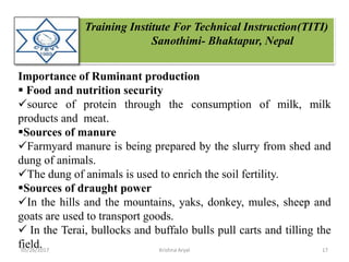 Training Institute For Technical Instruction(TITI)
Sanothimi- Bhaktapur, Nepal
Importance of Ruminant production
 Food and nutrition security
source of protein through the consumption of milk, milk
products and meat.
Sources of manure
Farmyard manure is being prepared by the slurry from shed and
dung of animals.
The dung of animals is used to enrich the soil fertility.
Sources of draught power
In the hills and the mountains, yaks, donkey, mules, sheep and
goats are used to transport goods.
 In the Terai, bullocks and buffalo bulls pull carts and tilling the
field.05/26/2017 17Krishna Aryal
 