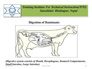 Training Institute For Technical Instruction(TITI)
Sanothimi- Bhaktapur, Nepal
Digestion of Ruminants
(Digestive system consists of Mouth, Oesophagous, Stomach Compartments,
Small Intestine, Large Intestine)
05/26/2017 24Krishna Aryal
 