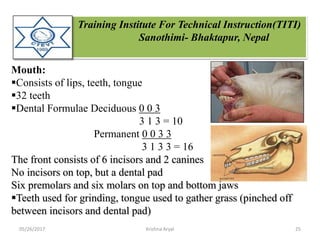 Training Institute For Technical Instruction(TITI)
Sanothimi- Bhaktapur, Nepal
Mouth:
Consists of lips, teeth, tongue
32 teeth
Dental Formulae Deciduous 0 0 3
3 1 3 = 10
Permanent 0 0 3 3
3 1 3 3 = 16
The front consists of 6 incisors and 2 canines
No incisors on top, but a dental pad
Six premolars and six molars on top and bottom jaws
Teeth used for grinding, tongue used to gather grass (pinched off
between incisors and dental pad)
05/26/2017 25Krishna Aryal
 